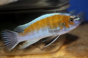 Labeotropheus trewavasae 'Mdoka'